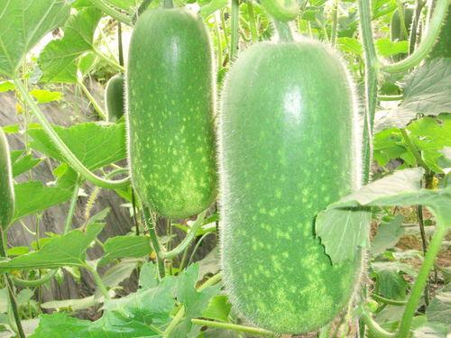 西藏网红吃瓜视频大全