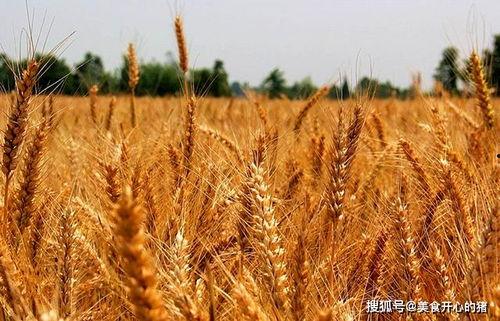 吴川网红麦子吃瓜,揭秘网红背后的真实生活