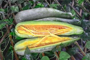 网红吃瓜金伊娜,网红吃瓜界的风云人物